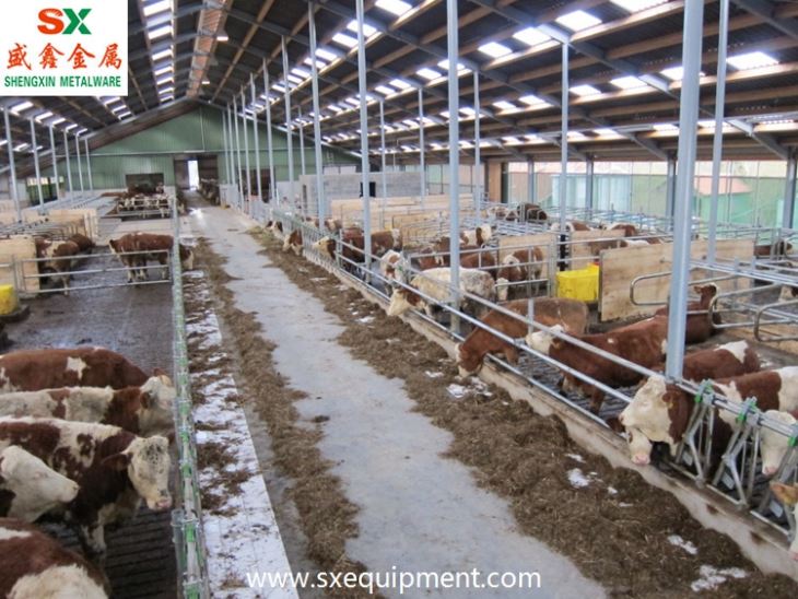 Beef Cattle Stall