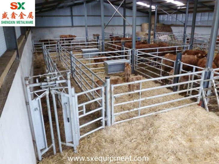 Beef Cattle Stall